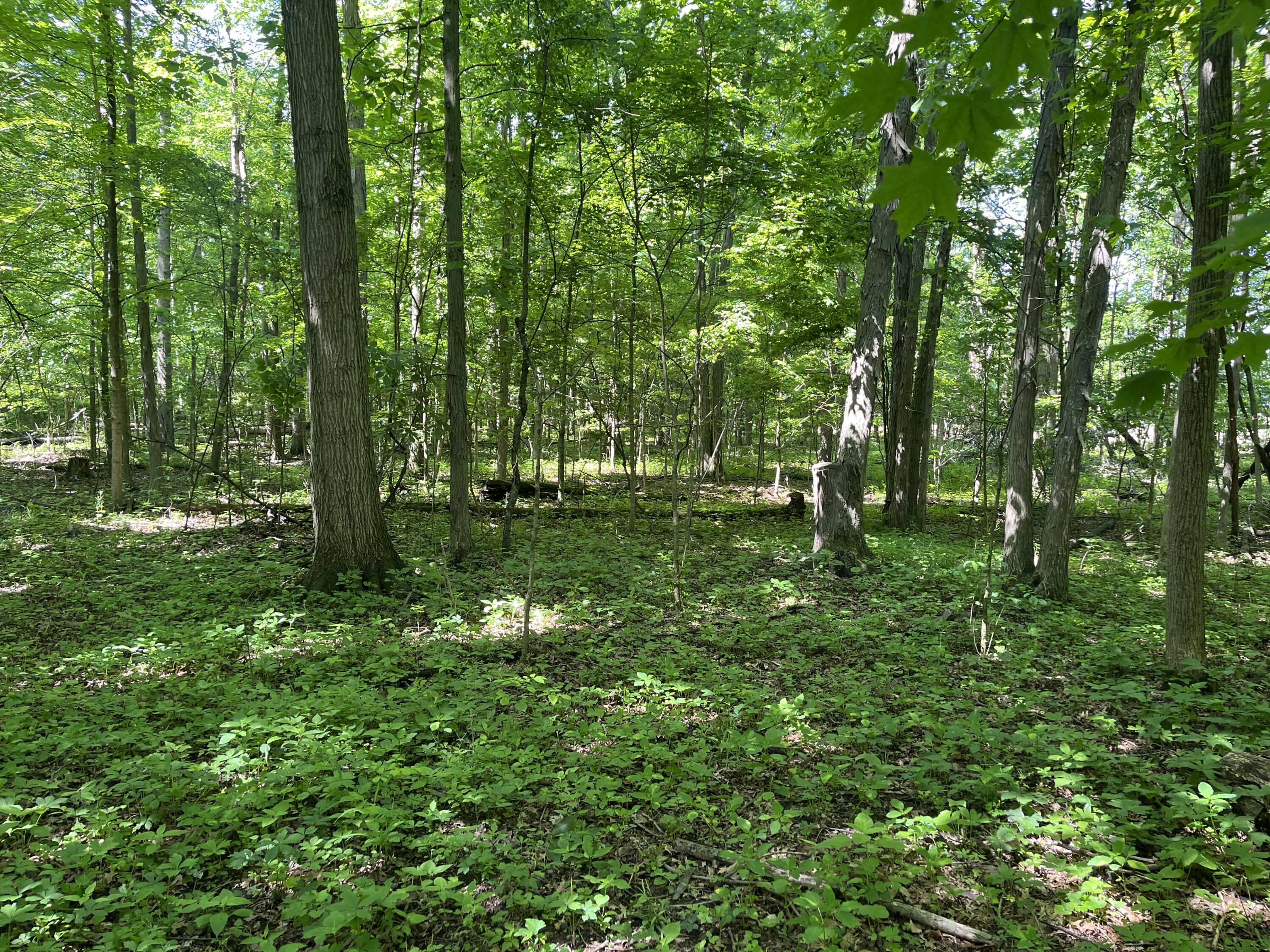 0 Boundary Road Property Photo 18