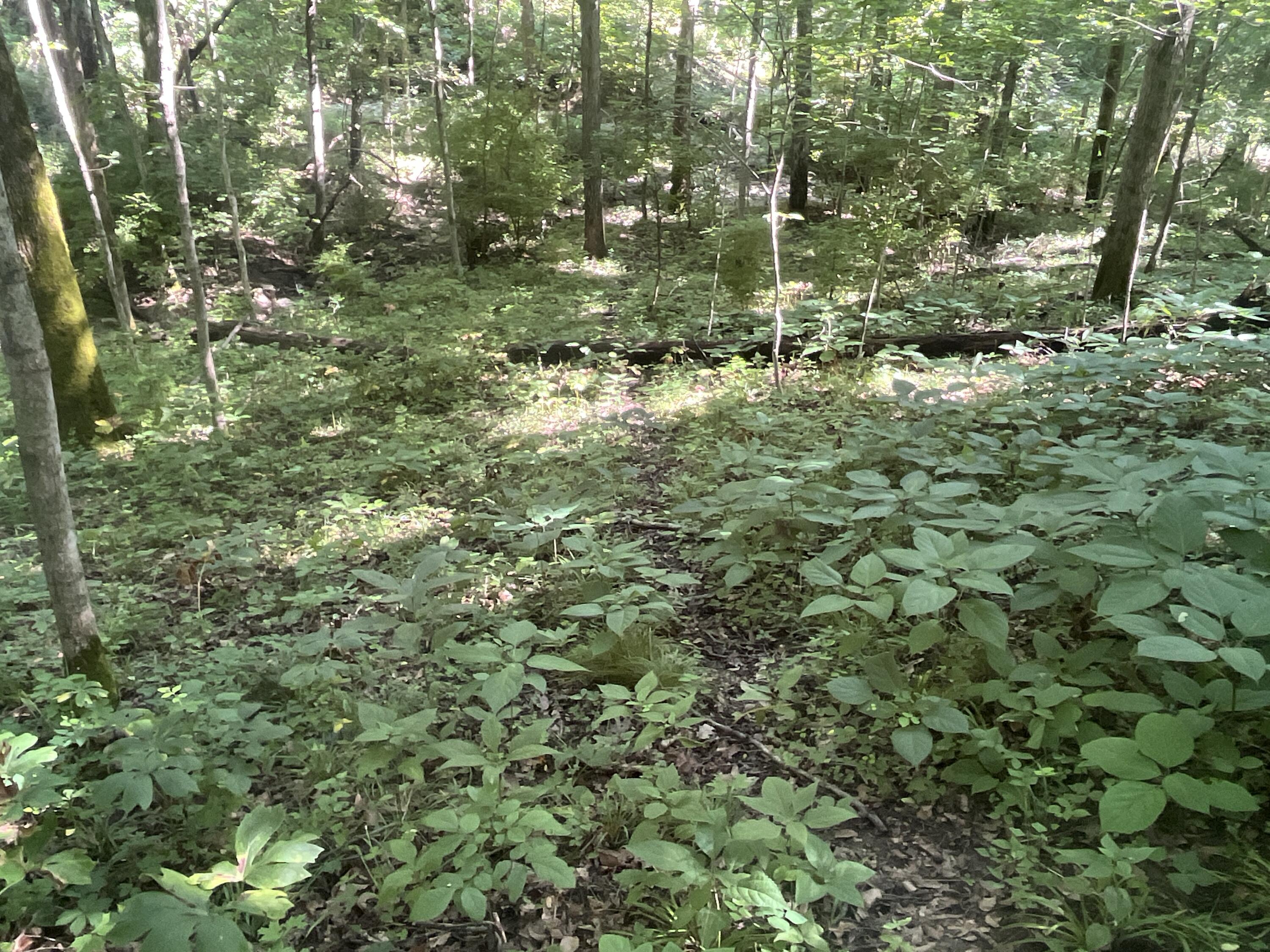 0 Stephen Young Property Photo 28