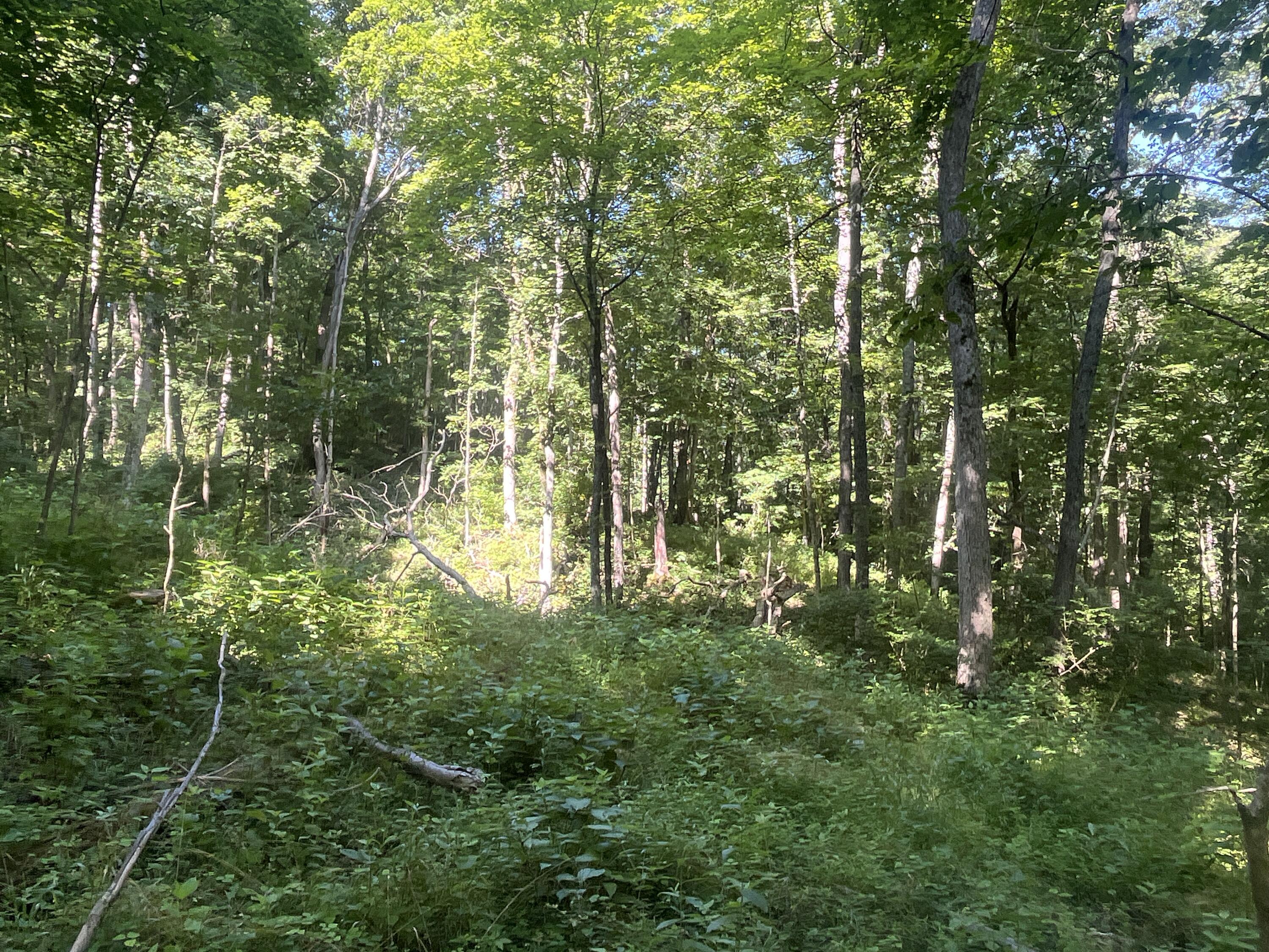 0 Stephen Young Property Photo 29
